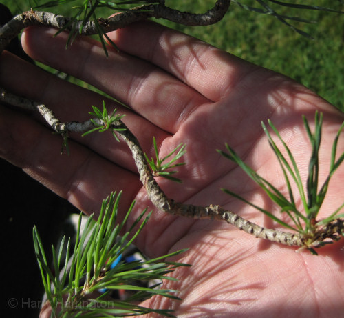 pine bonsai backbudding